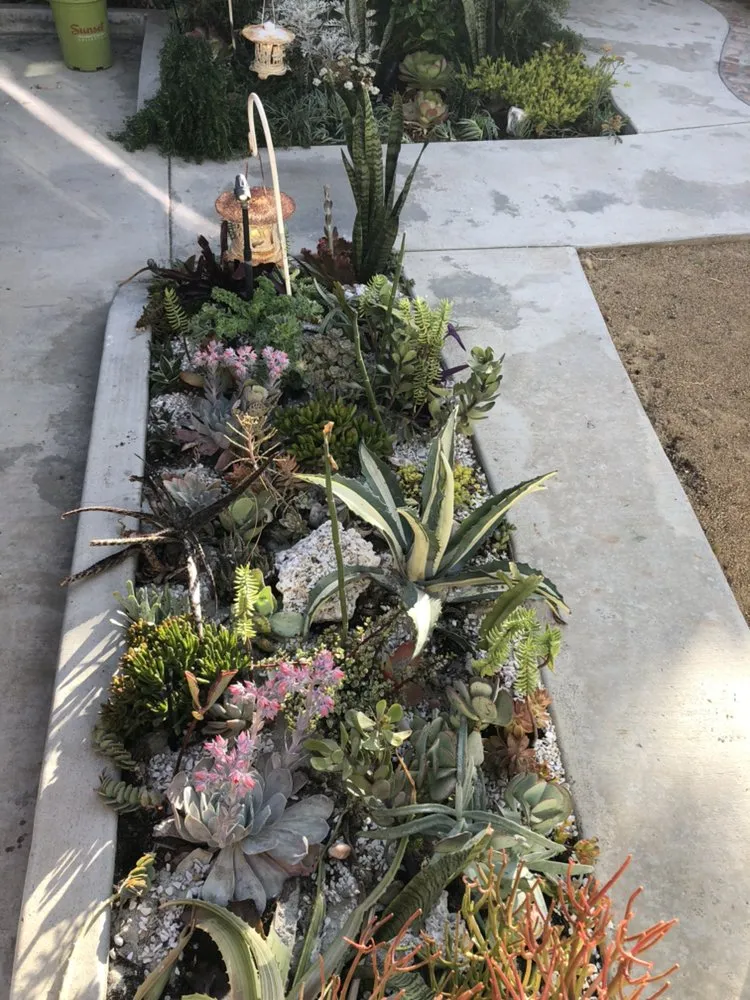 Local lawn care service in San Clemente, CA - Three Palms Services