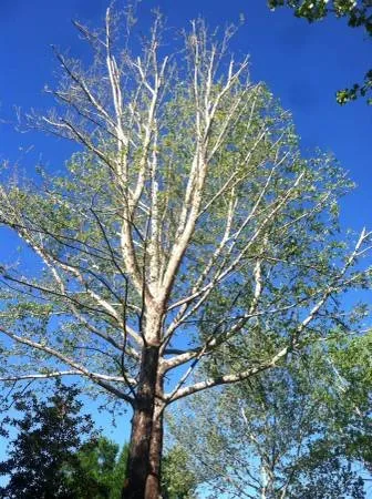 Custom outdoor landscaping for beautiful yards in Norman, OK by Three Seasons Lawn & Landscape