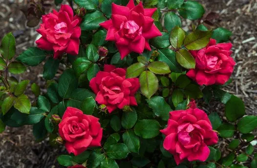 Reliable outdoor landscaping in Midlothian, IL - Three Tree Landscapes