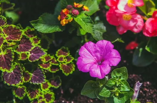 Affordable yard maintenance experts serving Midlothian, IL - Three Tree Landscapes