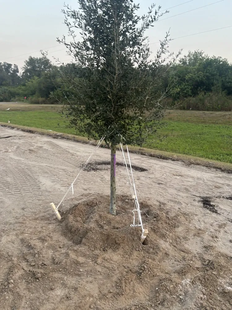 Expert landscaping services in Greater Northdale, FL by Three Trees Landscape