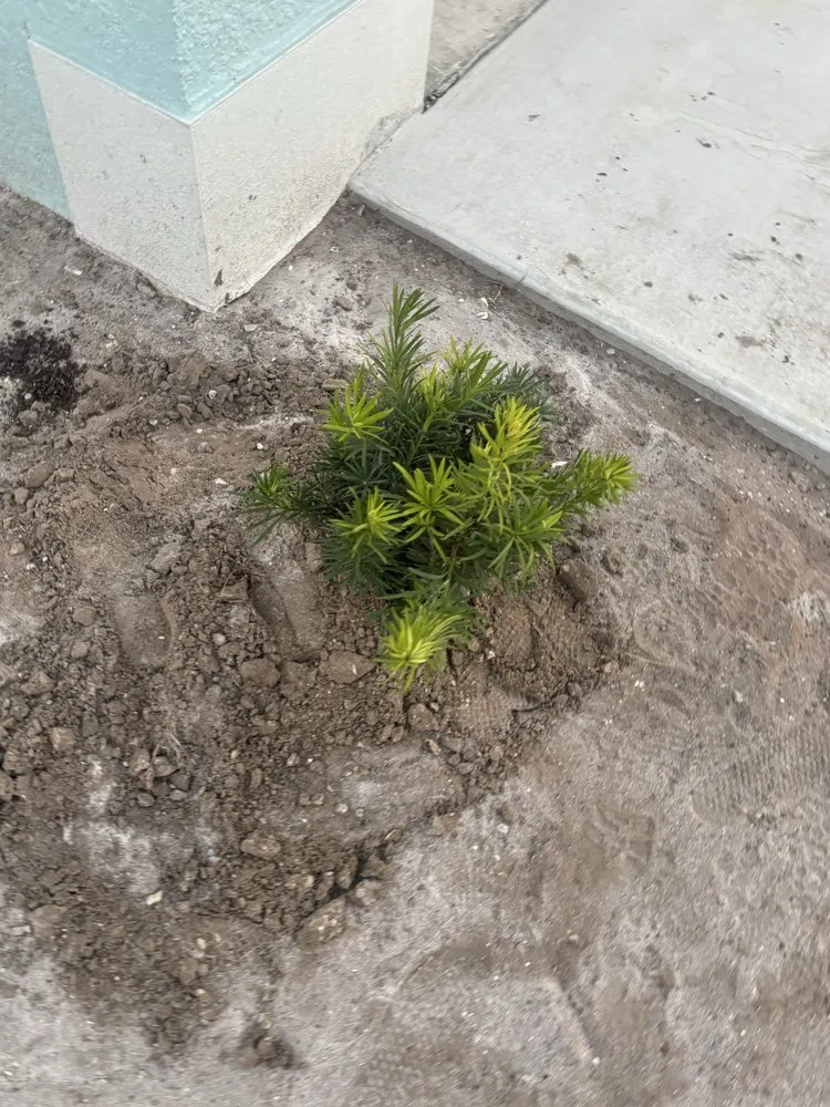 Affordable lawn care service in Greater Northdale, FL by Three Trees Landscape