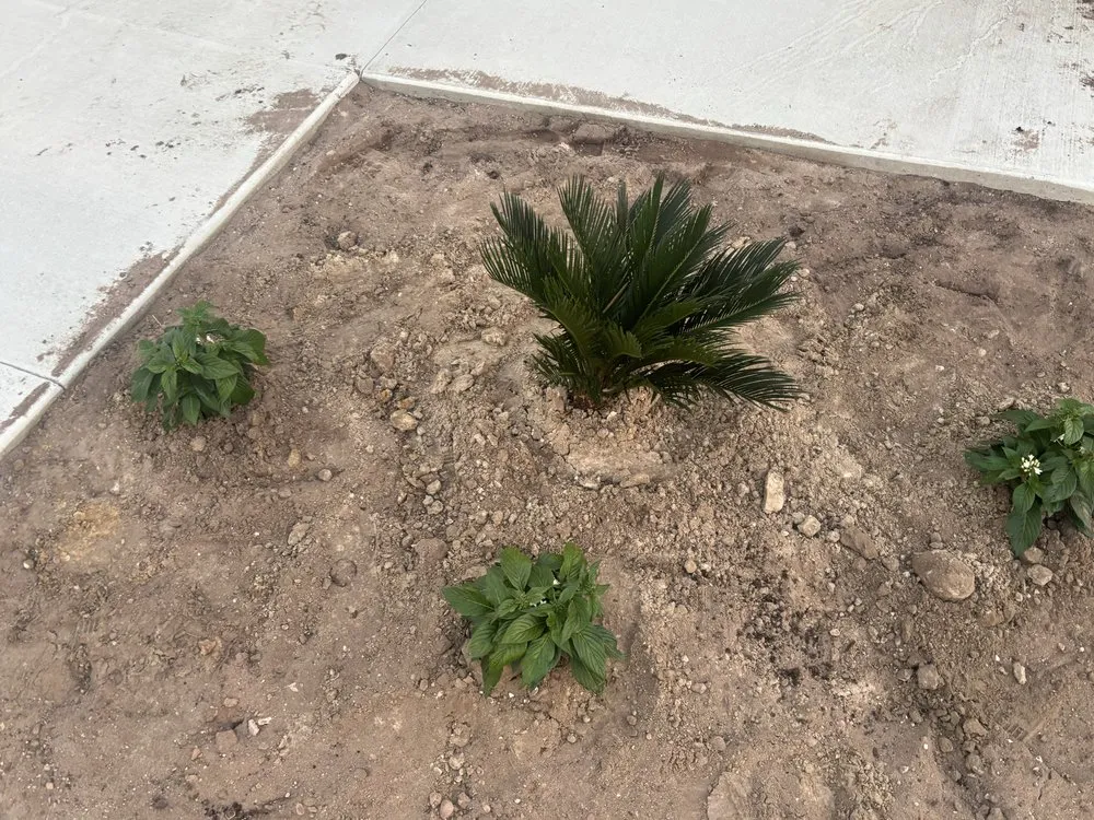 Expert outdoor landscaping for residential properties across Greater Northdale, FL - Three Trees Landscape