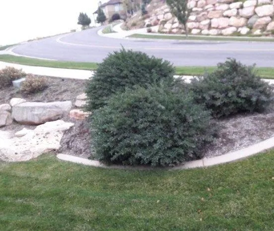 Reliable yard maintenance in Ogden, UT by Three Trees Landscaping