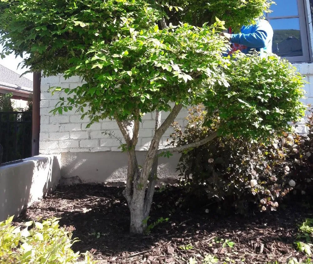 Affordable yard maintenance in Ogden, UT by Three Trees Landscaping
