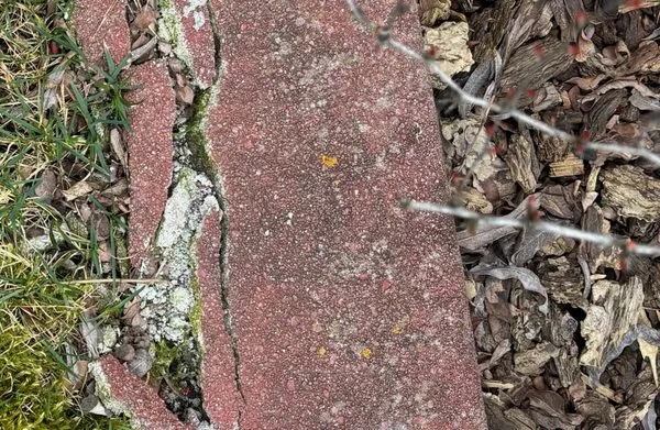 Three Trees Landscaping Logo