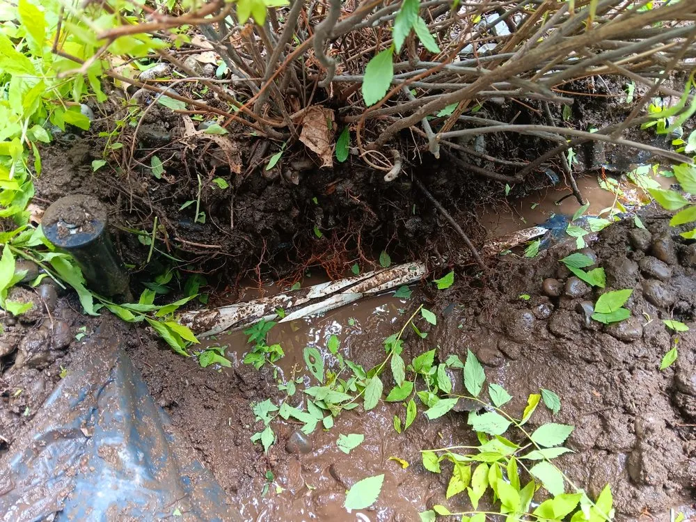 Affordable yard cleanup service in Spokane Valley, WA - Thrive Irrigation & Exterior Solutions