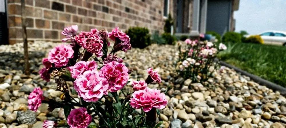 Local yard cleanup service in Springfield, IL - Thrive Lawn Care