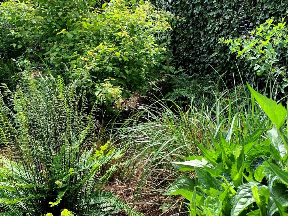 Local lawn care service for residential properties across Seattle, WA - Thriving Garden Design