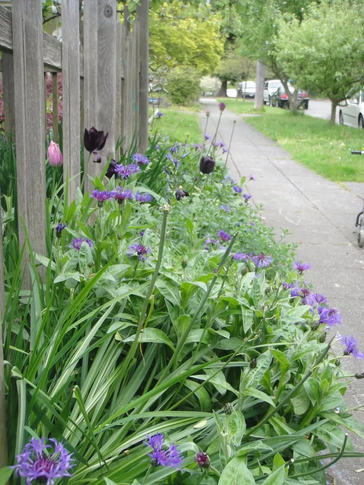 Reliable lawn mowing service in Seattle, WA - Thriving Garden Design