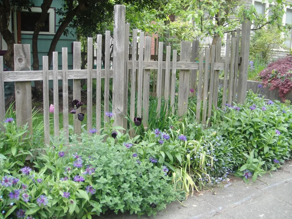 Affordable landscape design in Seattle, WA by Thriving Garden Design