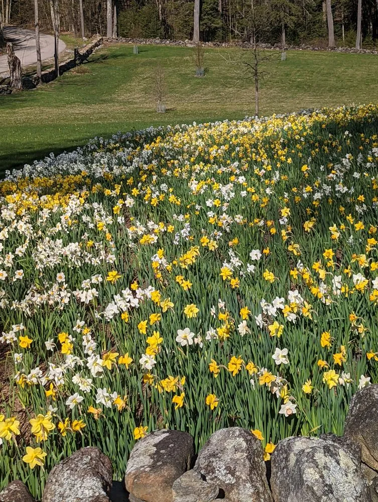 Local landscape design experts serving Greenfield, MA - Thriving Grounds Landscaping