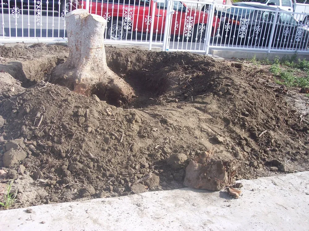 Expert lawn care service for year-round maintenance across La Mirada, CA - Throckmorton's Gardening And Landscape