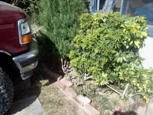 Affordable yard maintenance near you in La Mirada, CA by Throckmorton's Gardening And Landscape