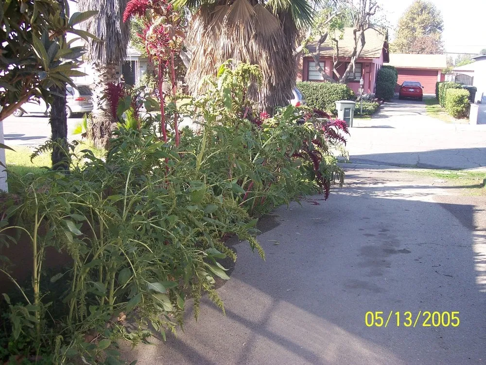 Local lawn care service in La Mirada, CA by Throckmorton's Gardening And Landscape