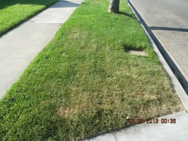 Local residential landscaping in La Mirada, CA - Throckmorton's Gardening And Landscape