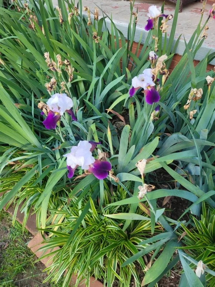 Top-rated residential landscaping in Lenoir, NC - Throw'N Grass Landscaping