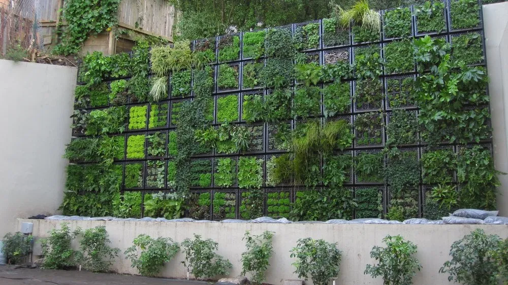 Affordable yard maintenance in San Francisco, CA - Thumbellina Gardens