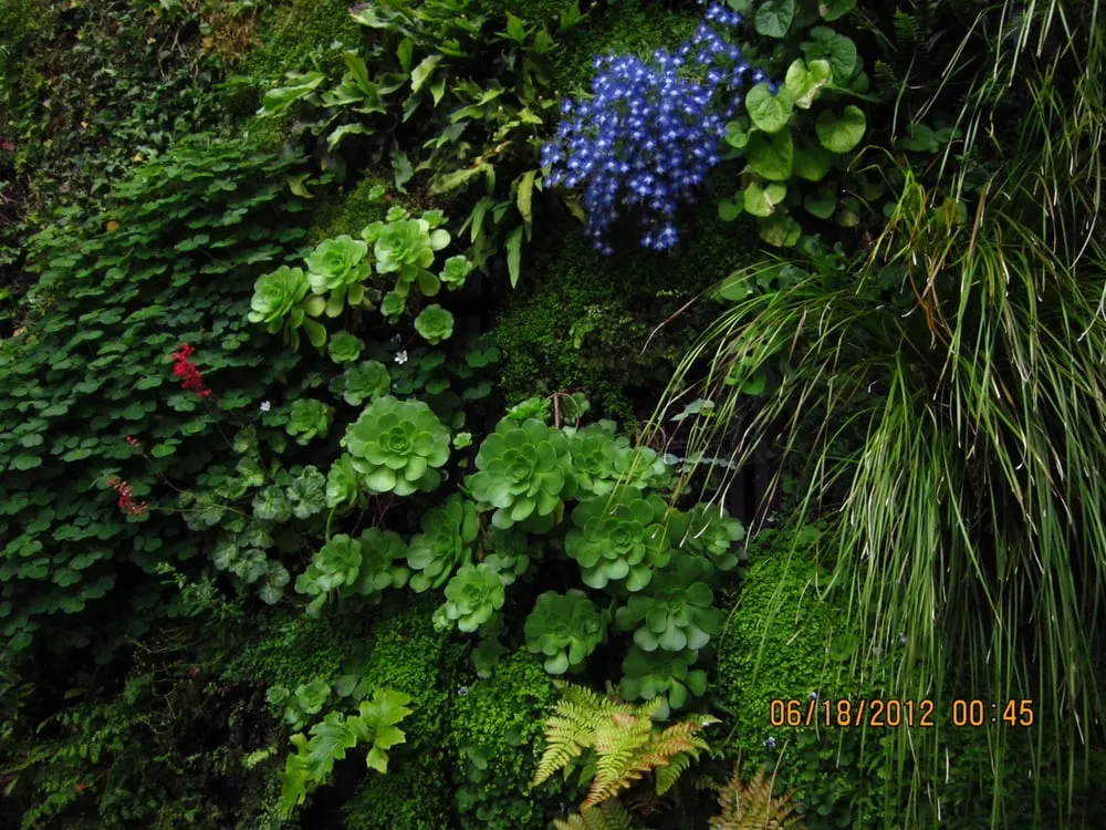 Expert lawn mowing service for beautiful yards across San Francisco, CA - Thumbellina Gardens