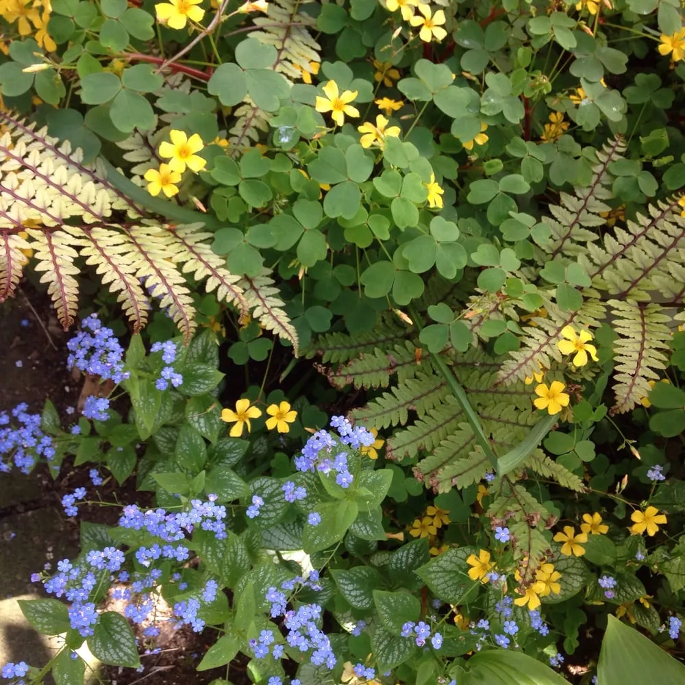 Trusted garden landscaping for outdoor upgrades in San Francisco, CA by Thumbellina Gardens