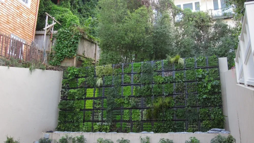 Professional yard maintenance in San Francisco, CA by Thumbellina Gardens