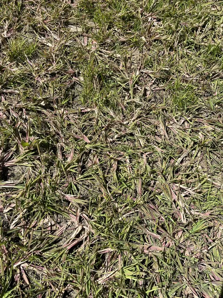 Affordable lawn care service for residential properties in Gillette, WY by Thunder Basin Hydroseed