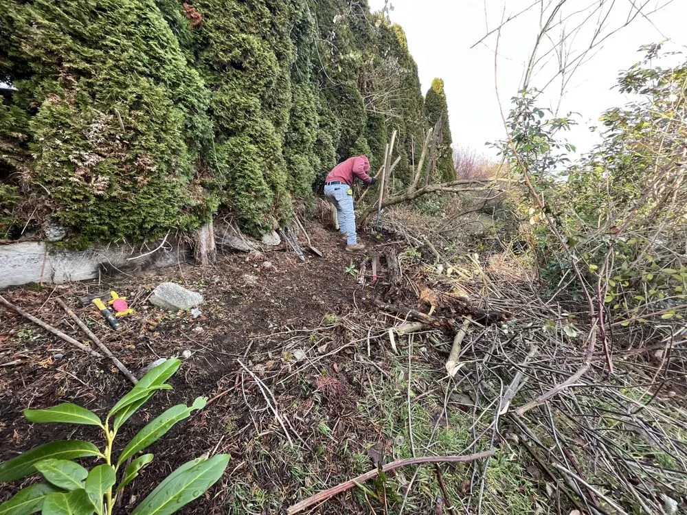 Professional lawn care service for year-round maintenance in Burlington, WA by Thunder Landscaping