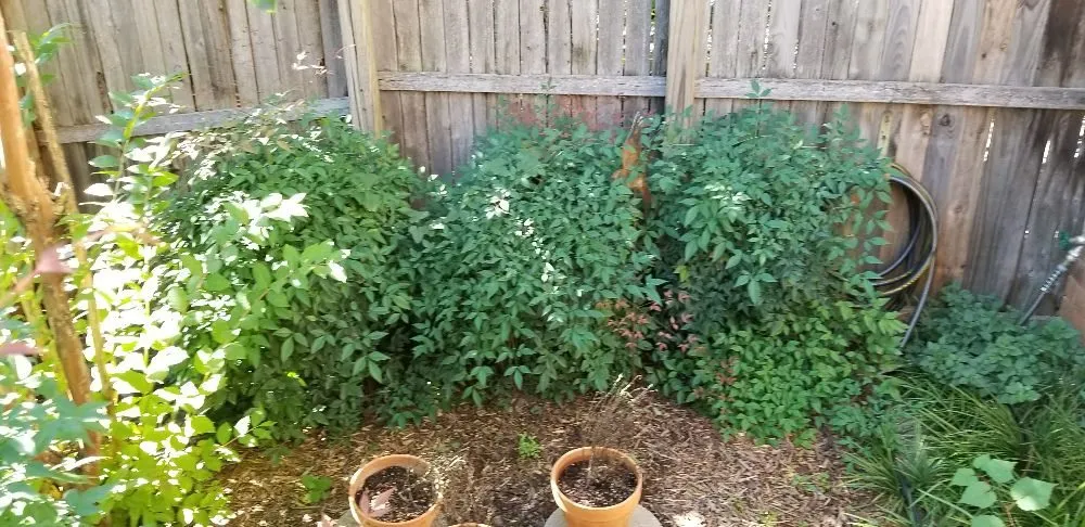 Reliable yard cleanup service in Oklahoma City, OK by Thunder Lawn Services