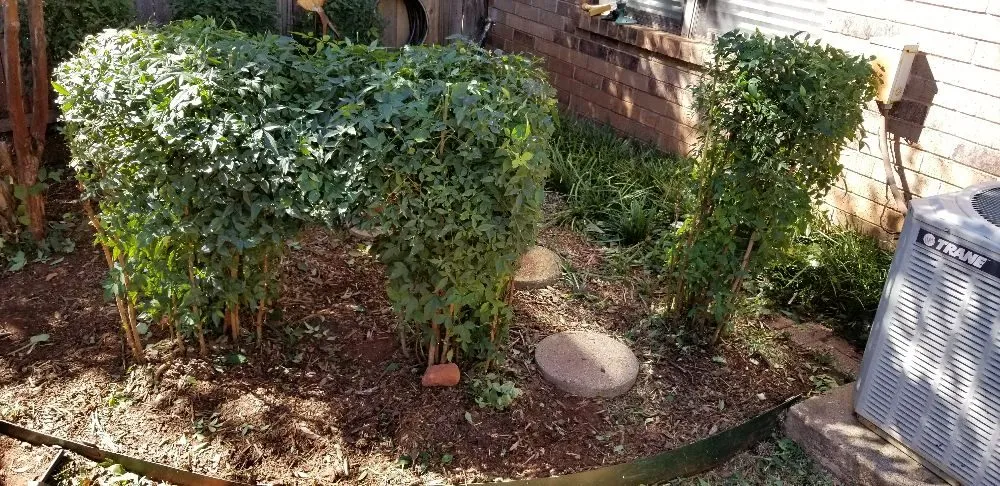 Affordable lawn mowing service for residential properties across Oklahoma City, OK - Thunder Lawn Services