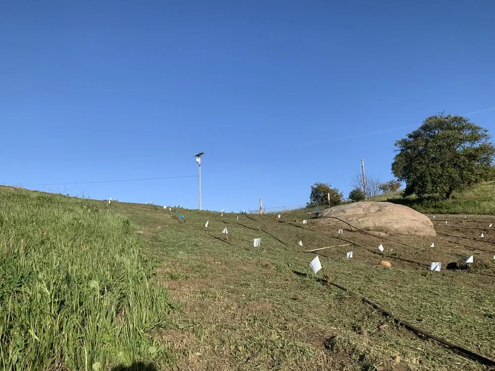 Affordable landscape installation for year-round maintenance in Valley Center, CA by Thunder Rabbit