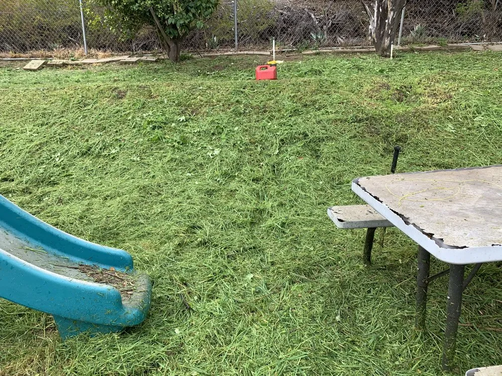 Trusted yard cleanup service in Valley Center, CA by Thunder Rabbit