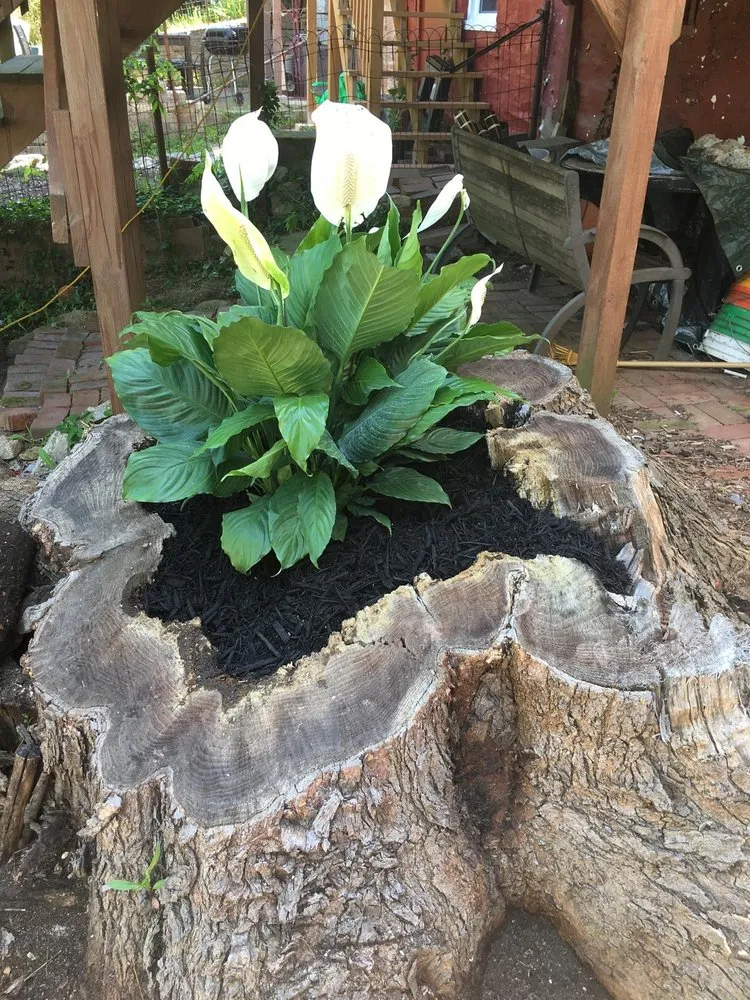 Reliable lawn mowing service experts serving Frederick, MD - Tibes Landscaping Maintenance