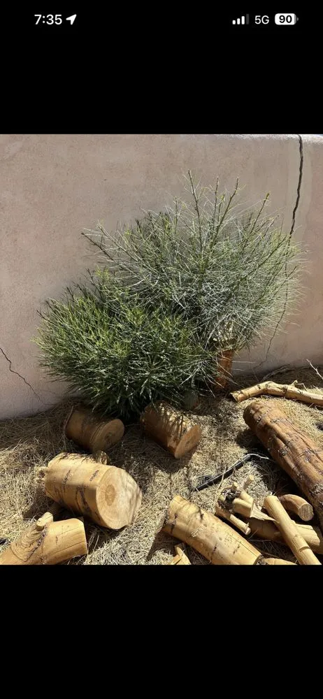 Expert yard maintenance with custom design in Las Vegas, NV by Tickle My Grass Landscaping & Maintenance