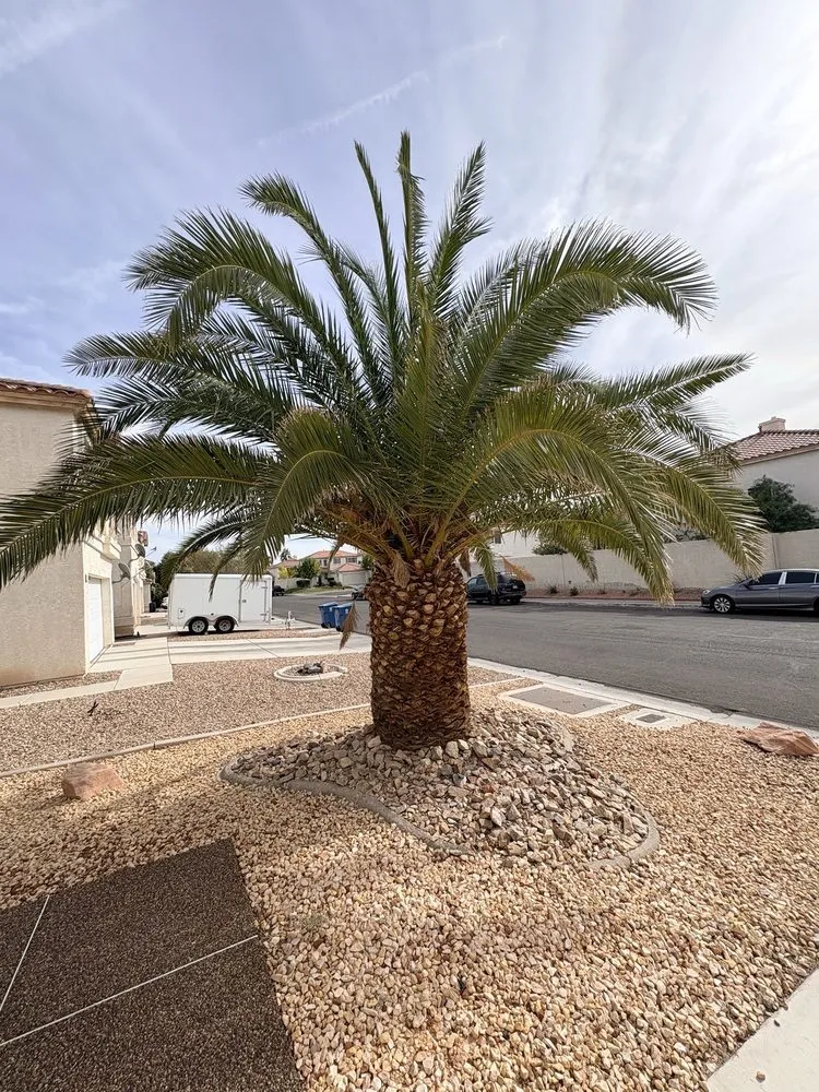 Custom garden landscaping experts serving Las Vegas, NV - Tickle My Grass Landscaping & Maintenance