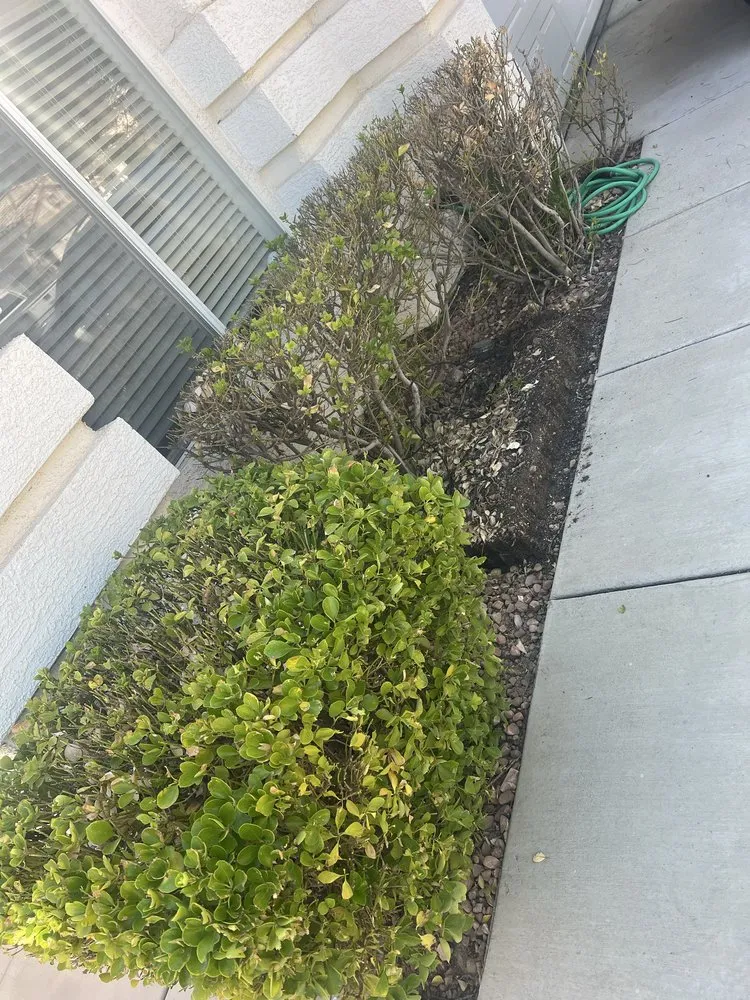 Reliable outdoor landscaping in Las Vegas, NV by Tickle My Grass Landscaping & Maintenance