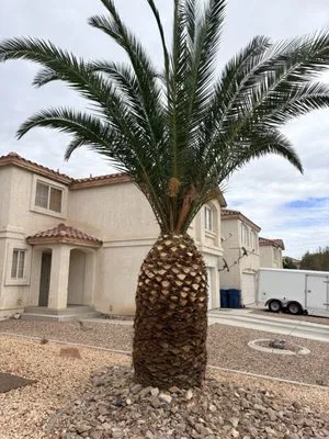 Tickle My Grass Landscaping & Maintenance Logo