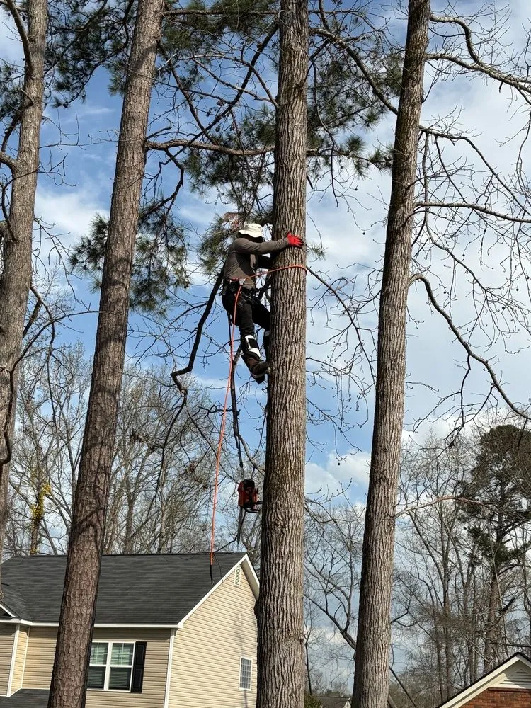 Top-rated yard cleanup service experts serving North Augusta, SC - Tico Lawn Care