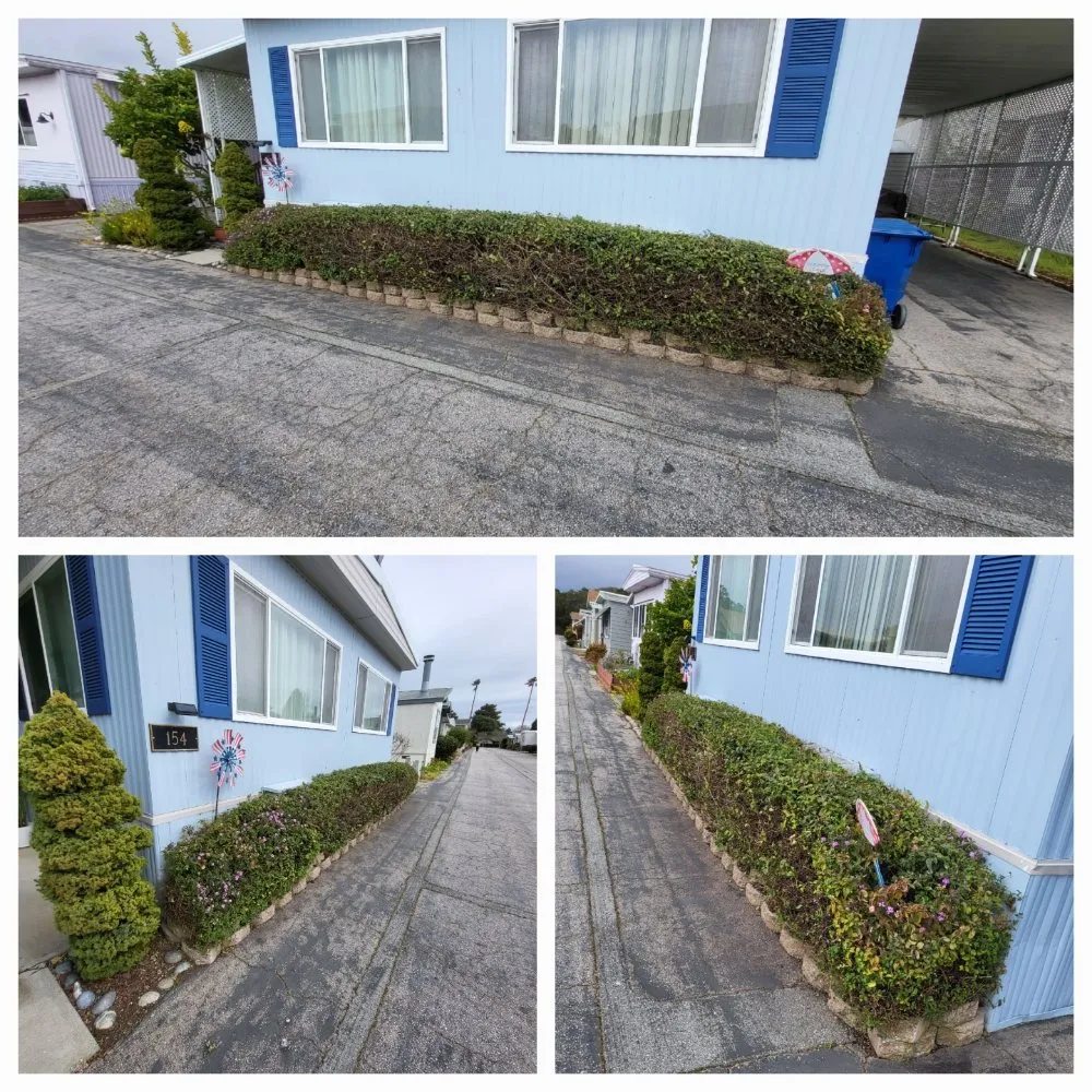 Top-rated landscaping services experts serving Santa Cruz, CA - Tidey Up