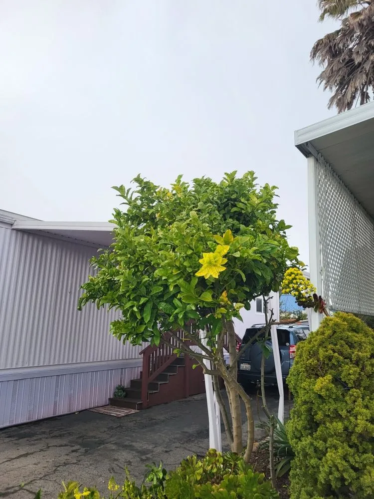 Custom lawn care service in Santa Cruz, CA by Tidey Up