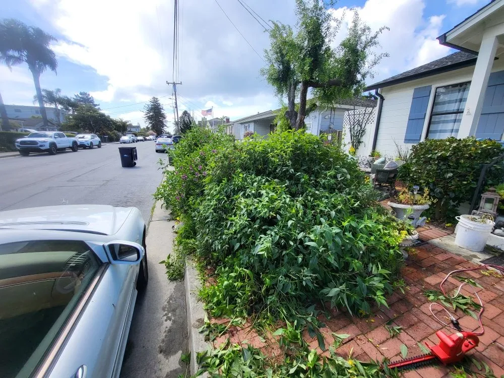 Expert outdoor landscaping in Santa Cruz, CA - Tidey Up