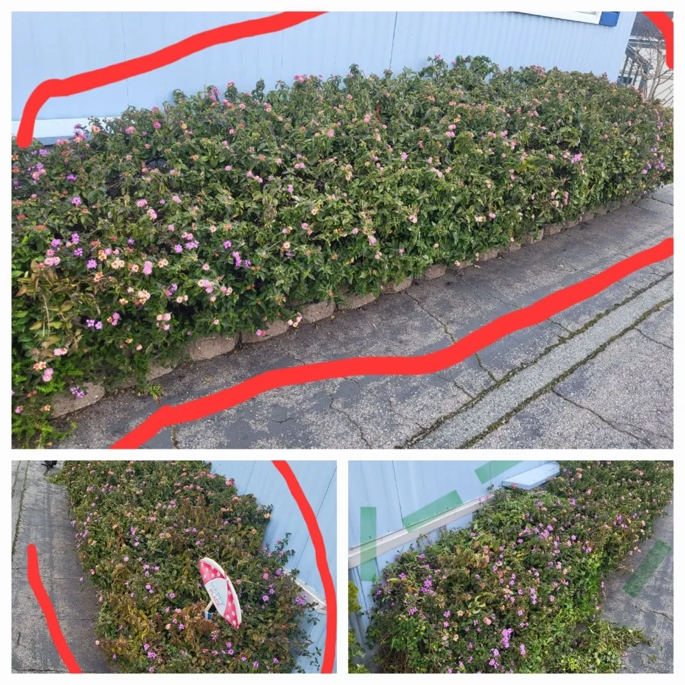 Trusted yard maintenance in Santa Cruz, CA by Tidey Up