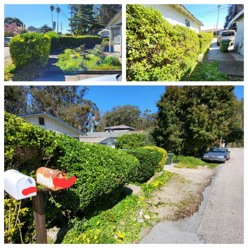 Trusted outdoor landscaping for beautiful yards in Santa Cruz, CA by Tidey Up