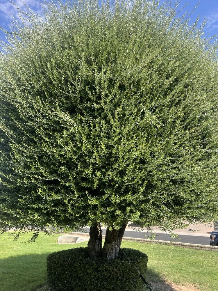 Top-rated residential landscaping in El Mirage, AZ by Tidos Home Services