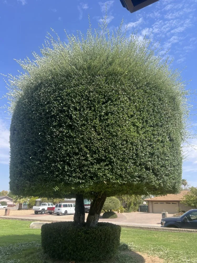 Expert yard maintenance for beautiful yards across El Mirage, AZ - Tidos Home Services