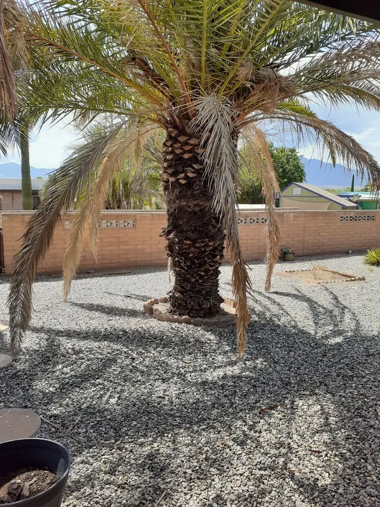 Trusted garden landscaping in Tucson, AZ - Tidy Up Yard