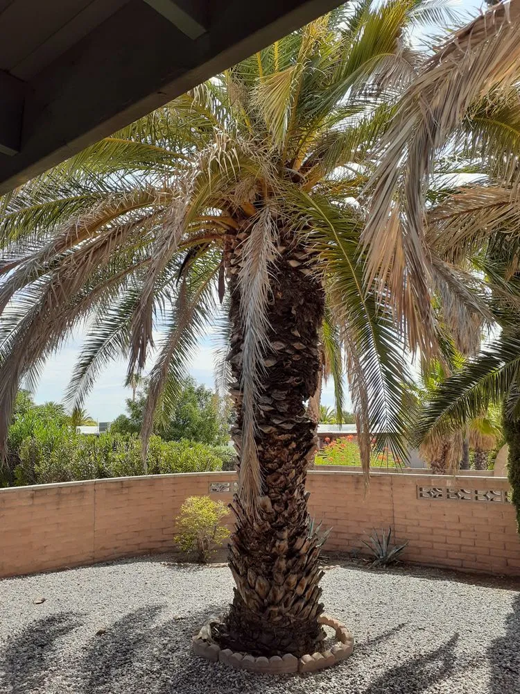 Reliable landscape installation in Tucson, AZ by Tidy Up Yard