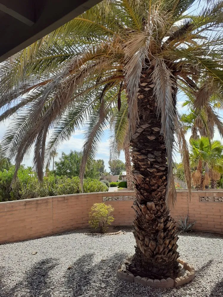 Custom lawn care service in Tucson, AZ by Tidy Up Yard