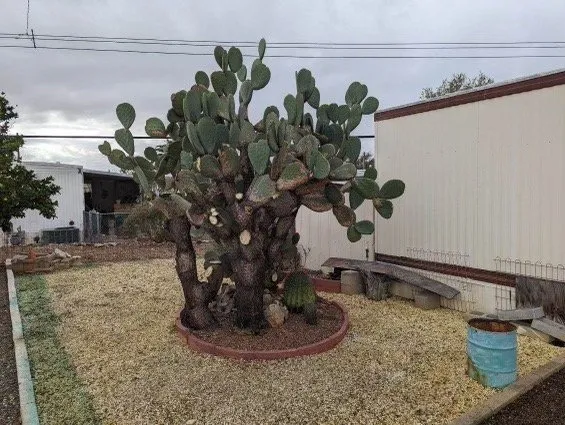 Custom landscape installation experts serving Tucson, AZ - Tidy Up Yard