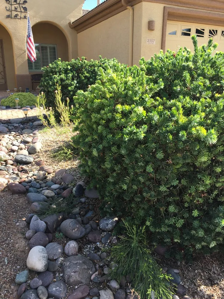 Trusted outdoor landscaping for year-round maintenance in Tucson, AZ by Tidy Up Yard