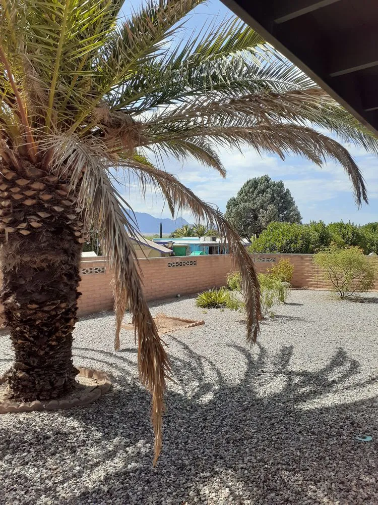 Affordable landscape design in Tucson, AZ by Tidy Up Yard